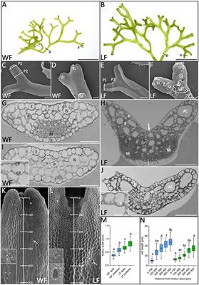 Developmental Plasticity of the Amphibious Liverwort Riccia fluitans